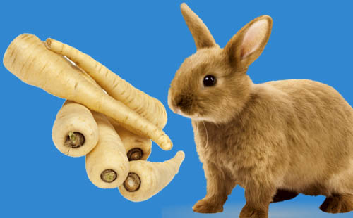 Can Rabbits Eat Parsnips