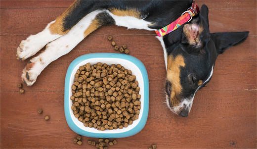 How to fatten up a dog UK