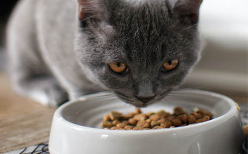 what do cats like to eat for breakfast?